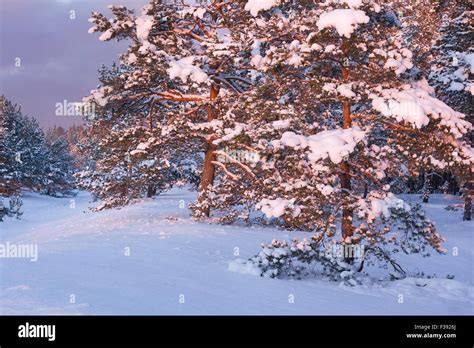 Pine Trees Covered With Snow Stock Photo Alamy