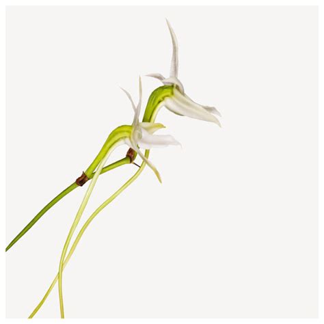 Flower Power, Redefined | Science | Smithsonian