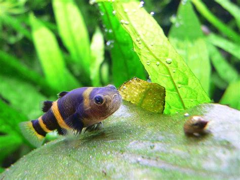 Bumblebee Goby Photo And Wallpaper Cute Bumblebee Goby Pictures