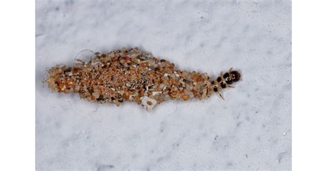 Plaster Bagworms Daves Pest Control