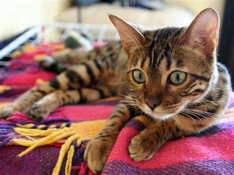 Enfermedades Comunes En Las Orejas De Los Gatos Noti Gatos