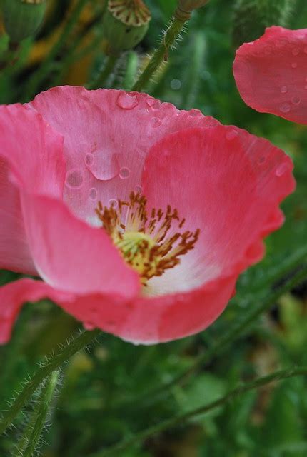 Norbulingka Lhasa The Beautiful Flower Flickr