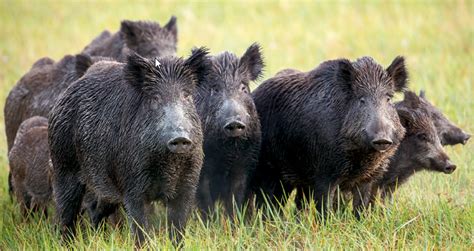 Organisation Des Battues Aux Sangliers