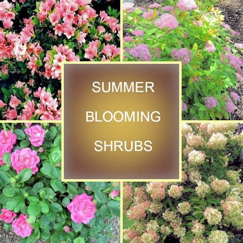 A GUIDE TO NORTHEASTERN GARDENING: 18 Summer Blooming Shrubs for Your ...