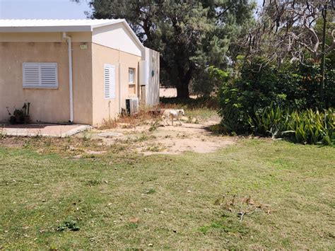 7 איילים ששרדו את ה-7.10 נטרפו למוות ע"י כלבים משוטטים - רשות הטבע והגנים