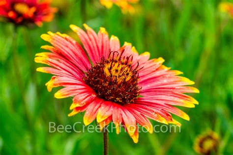 Firewheel Flower