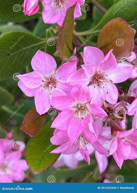 Pink Indian Hawthorn, Rhaphiolepis Indica Pink Cultivar Stock Photo