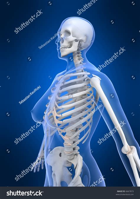 Female Skeleton Stock Photo 6667873 : Shutterstock