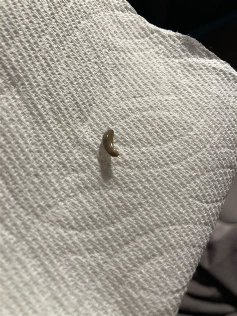 is it normal iguana vomiting easily 7