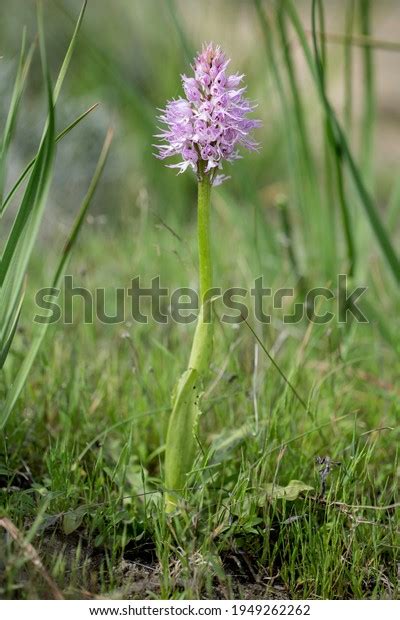 Naked Man Orchid Orchis Italica On Stock Photo Shutterstock