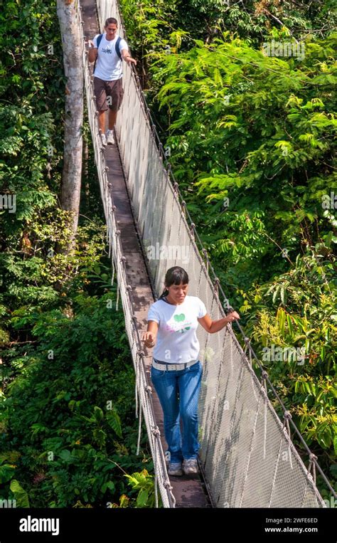 Elevated canopy walk hanging bridges. A rain forest canopy walkway in the Amazon forest ...