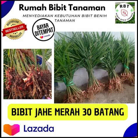 31 Batang Bibit Jahe Merah Super Jahe Merah Organik Siap Tanam