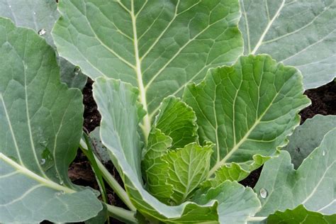 Growing Cabbages In Containers Meadowlark Journal