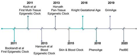 Genes Free Full Text A Review Of The Epigenetic Clock Emerging