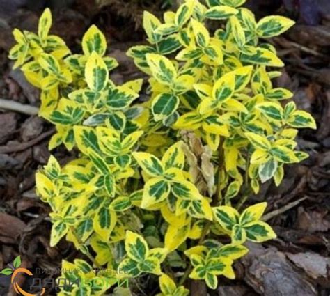 Саженцы бересклета Эмеральд Голд купить в Москве и Подмосковье в ...