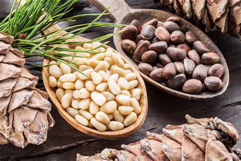 Growing Pine Nuts Planting Guide Care Problems And Harvest