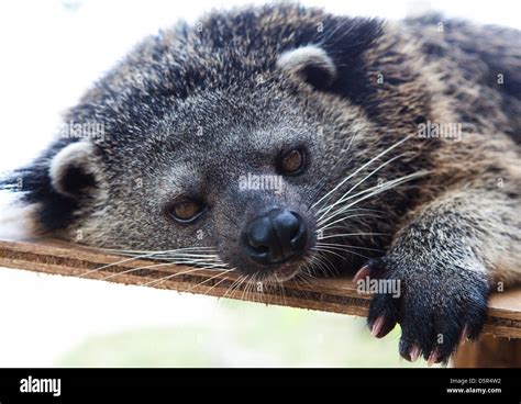 Oso Y Gato Fotografías E Imágenes De Alta Resolución Alamy