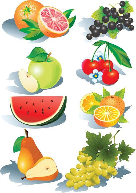 Fruits Vector Free Vector 4Vector