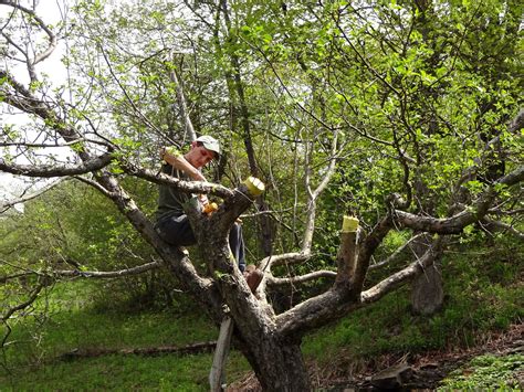 Tree Transformation - Catskill Forest Association