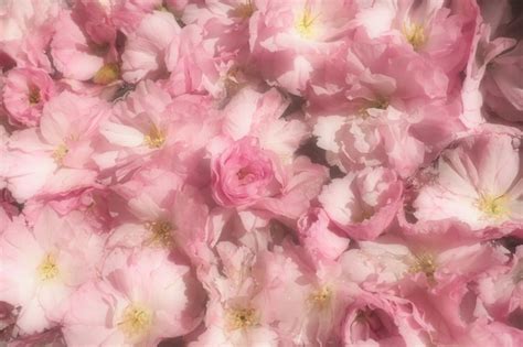 Rosa Bl Ten Kirsche Sakura Hintergrund Blumenwand Weicher Selektiver