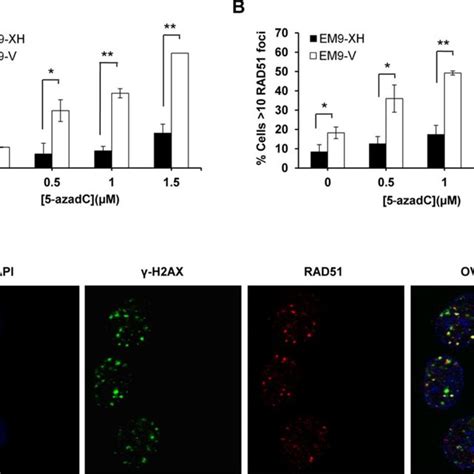 Xrcc Deficient Cells Display Increased Levels Of H Ax And Rad Foci