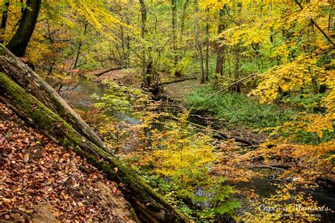 Jan Dornberger Capture Moments Herbst Im Sachsenwald