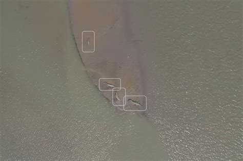 Science In Conservation – A Conversation - Wildlife Conservation Trust