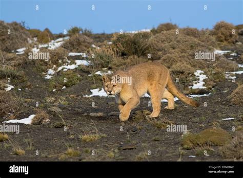Puma (Puma concolor) in high altitude habitat, Torres del Paine ...