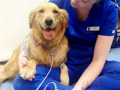 Blue Cross Animal Hospital Toronto On 132 Danforth Ave Canpages