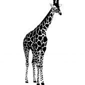 Wallstickers folies : Giraffe Wall Stickers