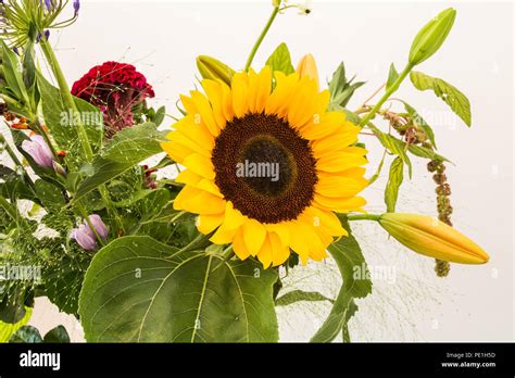 bouquet  sunflowers  home concept  natural  decoration stock