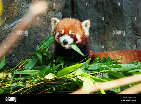Red Panda Eating Habits