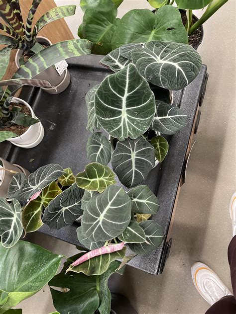 Bradley, IL Meijer: A. black velvet for $16.99, scindapsus exotica for