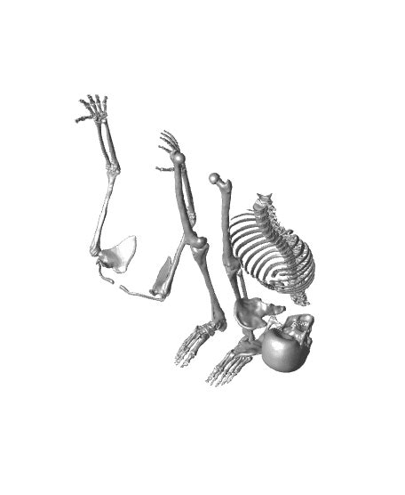 Buy Human Skeleton Full Bones For 4 3d Model On Thangs