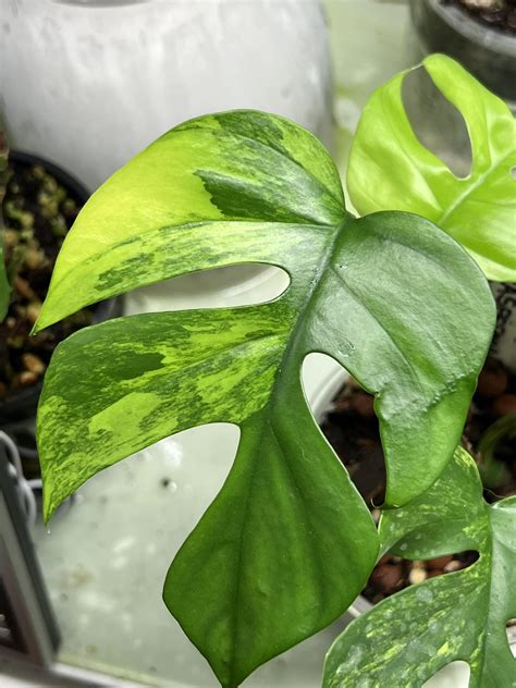 Gold Coast Rare Plants - Sales | Willowvale QLD