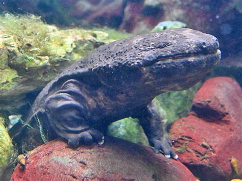 Andrias Japonicus Japanese Giant Salamander In Ueno Zoological Gardens