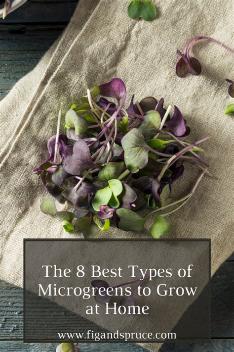 8 Best Microgreen Seeds To Harvest At Home Fig And Spruce