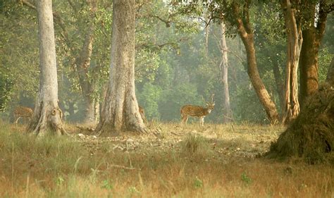 kanha national park tigers tiger reserve barasingha wildlife