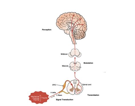 pain pathway CRNA 4 Quiz