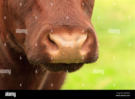 Pedigree Lincoln Red Cattle Stock Photo Alamy