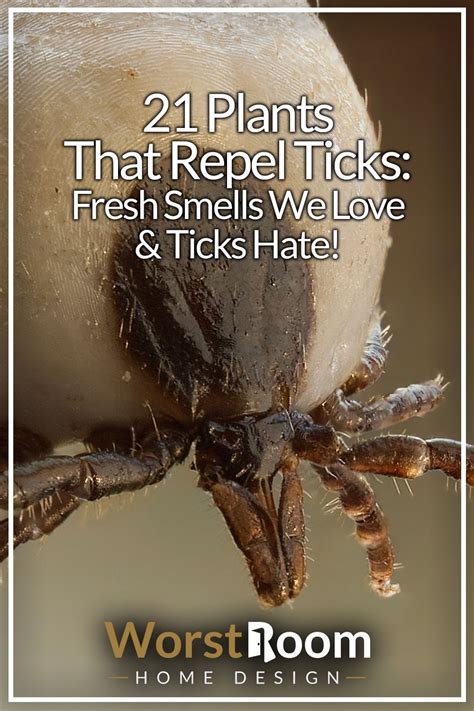 What Smells Do Flies Hate Natural Scents To Keep Flies Out Artofit