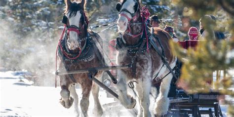 SLEIGH RIDES IN BRECKENRIDGE | VisitBreck