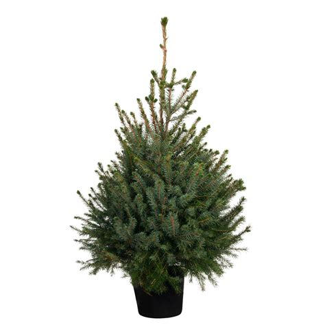 Świerk serbski Picea omorica choinka w donicy wys 125 150cm kupuj