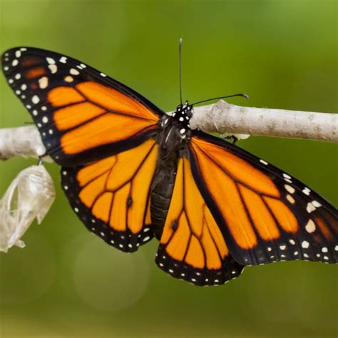 ultimate guide  butterflies  types  butterflies