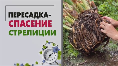 ОПЕРАЦИЯ по СПАСЕНИЮ большой стрелиции | Невероятная ПЕРЕСАДКА растения ...