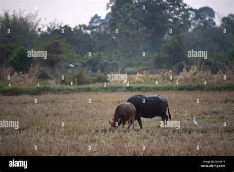 water buffalo, farm animals Stock Photo - Alamy