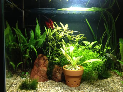 Мой креветочник на земле — Сообщество «Аквариум (и его обитатели)» на ...