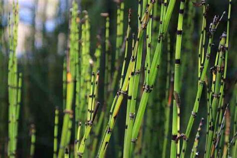 Comment se débarrasser de la prele au jardin Terrasses bois de la