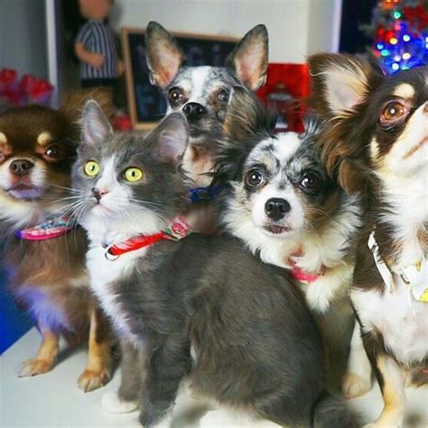 Мэджиков Фэмоли И Эни Мэджик Amino