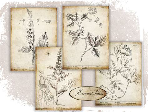 Vintage Botanical Floral Plants Old Paper Vintage Drawing Set Of